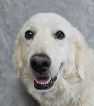 Begonia -  Great Pyrenees Dog for Adoption in Newport, Tennessee - Begonia | PetCurious