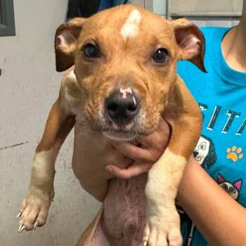BAC-Stray-141849 -  Pit Bull Terrier Dog Available for Adoption in Beaumont, Texas - BAC-Stray-141849 | PetCurious