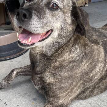 Jolene -  Black Mouth Cur and Mixed Breed Dog Available for Adoption in Blairsville, Georgia - Jolene | PetCurious