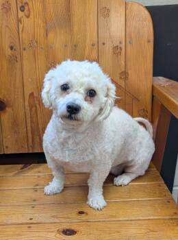 Crystal -  Shih Tzu and Bichon Frise Dog for Adoption in Parsons, Kansas - Crystal | PetCurious