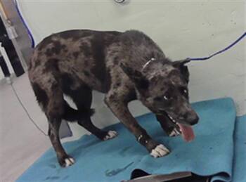 Australian Cattle Dog Blue Heeler and Mixed Breed Dogs Available for Adoption in Houston, Texas - CHOCO | PetCurious