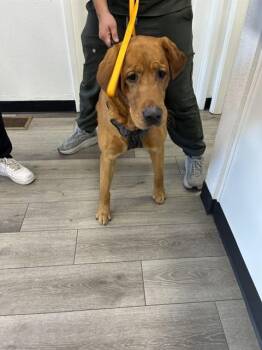 DRAKE -  Labrador Retriever Dog for Adoption in Stockton, California - DRAKE | PetCurious