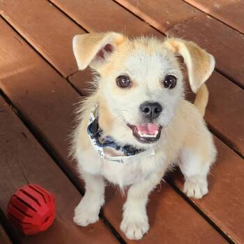 Terrier and Mixed Breed Dogs Available for Adoption in Shorewood, Illinois - Maxene Andrews | PetCurious