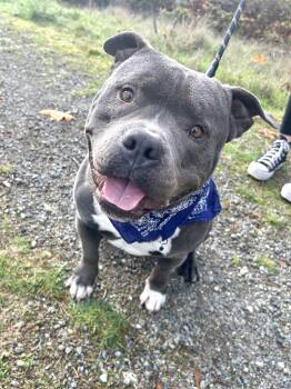 Rescue American Bully Dogs for Adoption in Olympia, Washington - Chubs | PetCurious
