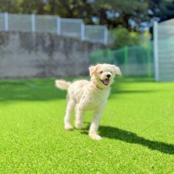 Mars -  Maltese Dog for Adoption in New York, New York - Mars | PetCurious