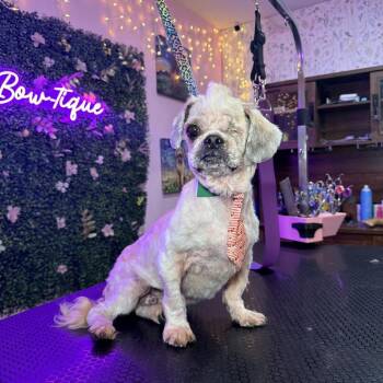 Shih Tzu Dogs Available for Adoption - Moe | PetCurious