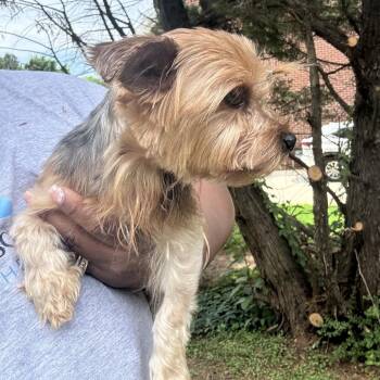 DJ -  Yorkshire Terrier and Mixed Breed Dog for Adoption in Brownsboro, Alabama - DJ | PetCurious