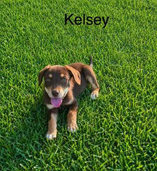 Kelsey -  Labrador Retriever and Hound Dog for Adoption in Glocester, Rhode Island - Kelsey | PetCurious