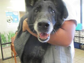 German Shepherd Dog Dogs Available for Adoption in Ocala, Florida - EDITH | PetCurious