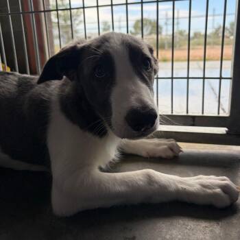 Onyx -  Border Collie and Mixed Breed Dog for Adoption in Show Low, Arizona - Onyx | PetCurious