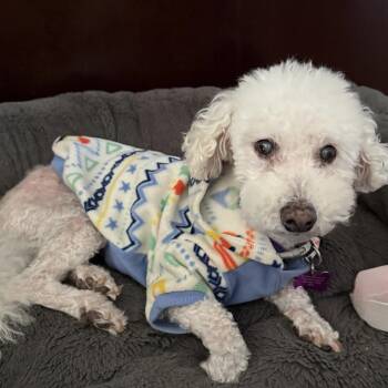 Sunny #502 -  Bichon Frise Dog for Adoption in Placentia, California - Sunny #502 | PetCurious