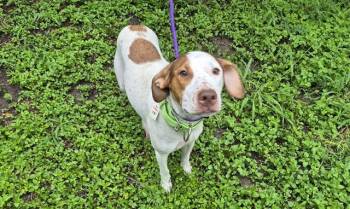 A812784 -  Hound Dog for Adoption in San Antonio, Texas - A812784 | PetCurious
