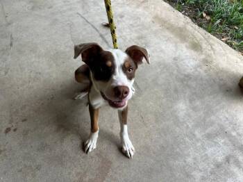 BRANTLEY -  Pit Bull Terrier Dog for Adoption in Rowlett, Texas - BRANTLEY | PetCurious