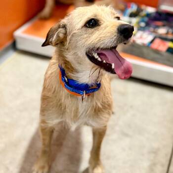 Liberty - Missouri (JY26-63) -  Terrier and Mixed Breed Dog for Adoption in Peyton, Colorado - Liberty - Missouri (JY26-63) | PetCurious
