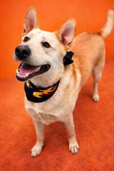 Stu -  Labrador Retriever and Shepherd Dog for Adoption in Seagoville, Texas - Stu | PetCurious