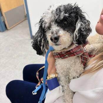 Poodle Dogs Available for Adoption - Cookie Cream | PetCurious