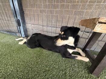 Rottweiler and Mixed Breed Dogs Available for Adoption in Rowlett, Texas - BUSTO | PetCurious