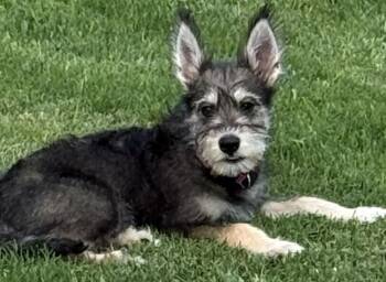 Fancy -  Schnauzer Dog for Adoption in Dallas, Texas - Fancy | PetCurious