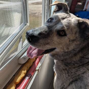 Ollie -  Mixed Breed Dog Available for Adoption in Morden, Manitoba - Ollie | PetCurious