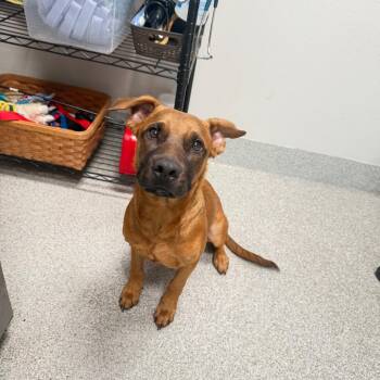 Pumpkin -  Mixed Breed Dog for Adoption in Englewood, Florida - Pumpkin | PetCurious