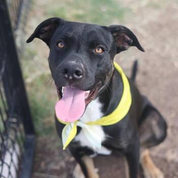 MARTIN -  American Staffordshire Terrier Dog for Adoption in San Antonio, Texas - MARTIN | PetCurious