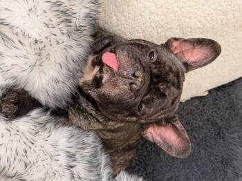 Stitch -  French Bulldog Dog for Adoption in North Freedom, Wisconsin - Stitch | PetCurious