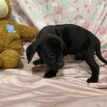 ONYX -  Labrador Retriever and Mixed Breed Dog for Adoption in Modesto, California - ONYX | PetCurious