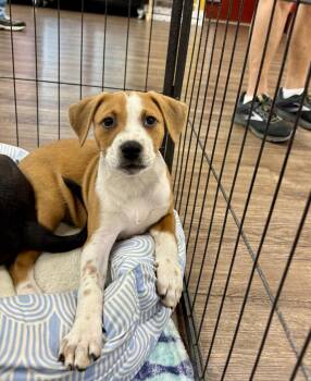Hound and Terrier Dogs Available for Adoption in Southaven, Mississippi - JENNIFER | PetCurious