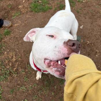Pit Bull Terrier Dogs Available for Adoption in Roanoke, Virginia - Marshall | PetCurious