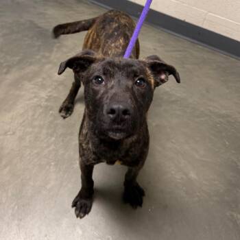 Mixed Breed Dogs Available for Adoption in Dekalb, Illinois - Elowyn | PetCurious
