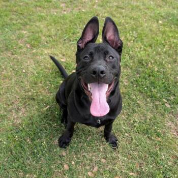 Ho-Bo -  Labrador Retriever Dog for Adoption in Austin, Texas - Ho-Bo | PetCurious