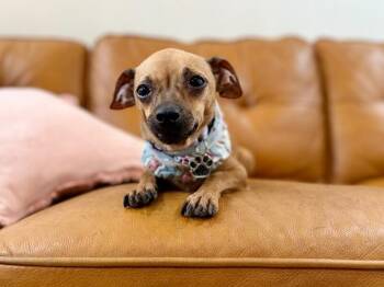 Chihuahua and Miniature Pinscher Dogs Available for Adoption in Friendswood, Texas - Syrup Little Spoon Sweet | PetCurious