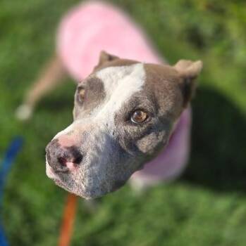 Rescue Pit Bull Terrier Dogs for Adoption in Whittier, California - Dolly | PetCurious