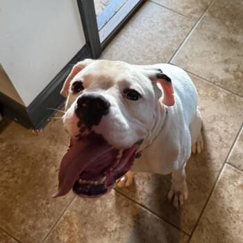 Diesel (Benefactor Puppy) -  Boxer Dog for Adoption in New Orleans, Louisiana - Diesel (Benefactor Puppy) | PetCurious