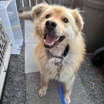 Rescue Husky and Shepherd Dogs for Adoption in Oakville, Ontario - Muttly | PetCurious
