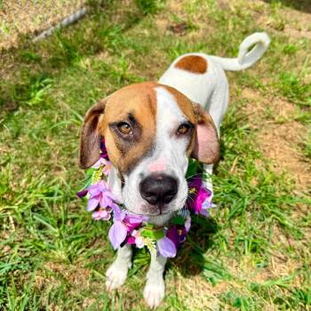Sophie -  American Staffordshire Terrier Dog for Adoption in Pittsburgh, Pennsylvania - Sophie | PetCurious