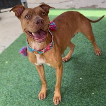 Rescue Vizsla Dogs for Adoption in Houston, Texas - Grace | PetCurious