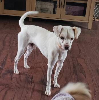 Rescue Chihuahua and Italian Greyhound Dogs for Adoption in Ventura, California - Vito | PetCurious