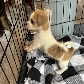 Cooper. A Tiny Bundle of Puppy Love -  Terrier and Border Terrier Dog for Adoption in Houston, Texas - Cooper. A Tiny Bundle Of Puppy Love | PetCurious