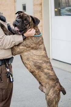 Bullmastiff Dogs Available for Adoption in Frankfort, New York - Ford | PetCurious