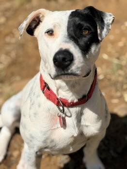 Australian Cattle Dog Blue Heeler and Pointer Dogs Available for Adoption in Tulsa, Oklahoma - Molly | PetCurious