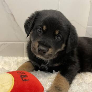 Labrador Retriever Dogs Available for Adoption in Austin, Texas - Dumpling | PetCurious