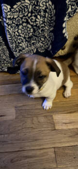 Rescue Terrier Dogs for Adoption in Plymouth, Michigan - Cashew | PetCurious