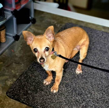 Rescue Chihuahua Dogs for Adoption in St. Cloud, Minnesota - Bambi | PetCurious