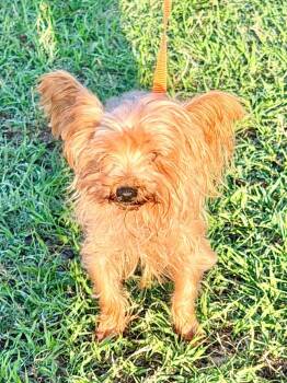 Yorkshire Terrier Dogs Available for Adoption in Cape Coral, Florida - Ethel | PetCurious