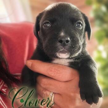 Clover -  Black Labrador Retriever and Mixed Breed Dog for Adoption in Northville, Michigan - Clover | PetCurious
