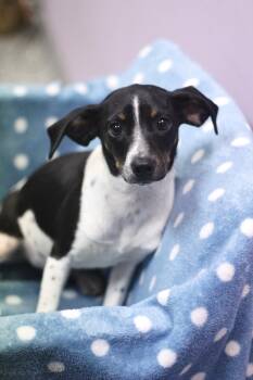 Rat Terrier Dogs Available for Adoption in Manchester, New Hampshire - Cutter In NH! Come Meet Our Adoptable Dogs Wednesday-Saturday. M | PetCurious