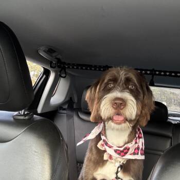 Goldendoodle Dogs Available for Adoption in Maitland, Florida - Miley  | PetCurious