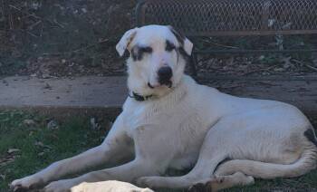 Rescue Great Pyrenees Dogs for Adoption in Cleveland, Alabama - Mandy | PetCurious