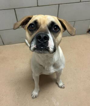 Chkobie -  Mixed Breed Dog for Adoption in Nashville, Tennessee - Chkobie | PetCurious